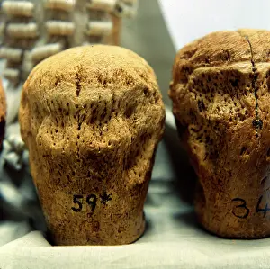Agatha: Head Blocks/stands for Judge's Wigs