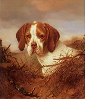 Peering: Head of Brown and White Dog