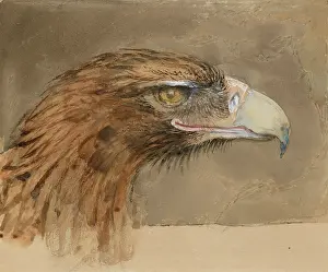 Wove: The Head of a common Golden Eagle, from Life