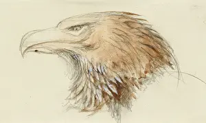 Bodycolour: The Head of a common Golden Eagle, from Life
