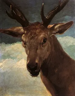 Velasquez: The Head of a Deer, by Velazquez