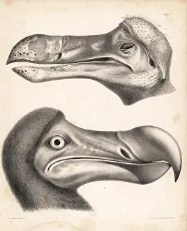 Dinkel: Head of a dodo in the Ashmolean Museum and
