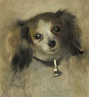Maro: Head of a Dog