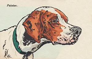 Briggs: Head of a Dog
