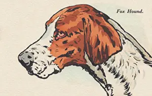 Foxhound: Head of a Dog - English Foxhound