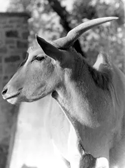 Canna: HEAD OF AN ELAND