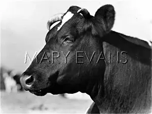 Friesian: HEAD OF A FRIESIAN COW
