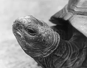 Wrinkly: HEAD OF GIANT TORTOISE