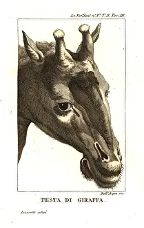 Vaillant: Head of a giraffe, Giraffa camelopardalis