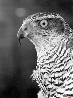 Goshawk: HEAD OF A GOSHAWK