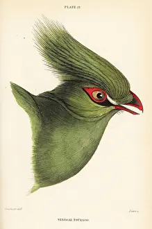 Olivaceus: Head of the Guinea turaco, Tauraco persa buffoni