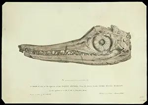 Lias: Head of an ichthyosaur