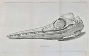 Anning: Head of an ichthyosaur