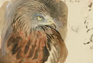 Wove: The Head of a Kite, from Life