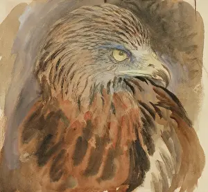 Wove: The Head of a Kite, from Life