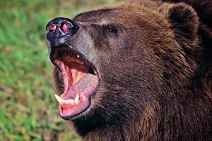 Alaskan: Head of Kodiak Bear Ursus Arctos Middendorffi