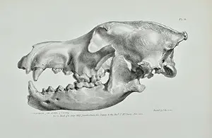 Prominence: Head of a large wolf found in Kent's Cavern, Torquay
