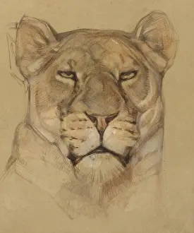 Bstp1601: Head of Lioness