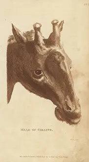 G. Kearsley: Head of a Northern giraffe, Giraffa camelopardalis