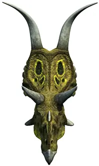 Cerapoda: A head-on view of Diabloceratops from the Late