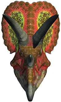 Ceratopsian: A head-on view of a Triceratops