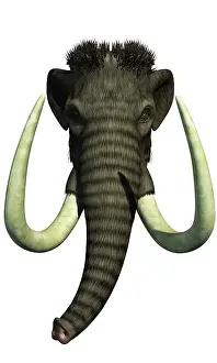 Mastodon: A head-on view of a Woolly Mammoth from the ice age