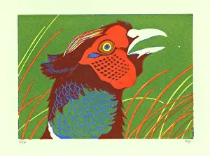 Colchicus: Head of a Pheasant