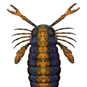 Antenna: Head of a Pterygotus sea scorpion, on white background