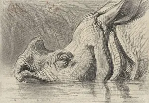 Impressionistic: Head of a Rhinoceros