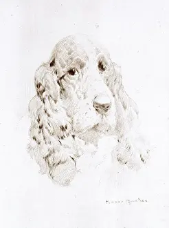 Rountree: Head of a Spaniel by Harry Rountree