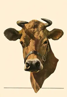 Steer: Head of a Steer