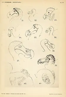 Krause: Head and tail of the dodo by various artists