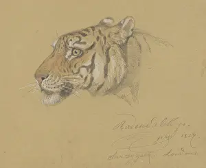 Saleh: Head of a Tiger