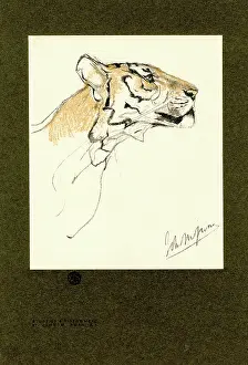 Tigers: Head of a Tiger
