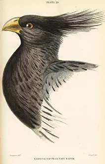 Piscator: Head of the western plantain-eater, Crinifer piscator