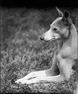 Whippets: HEAD OF A WHIPPET