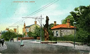Headingley: The Headingley Oak, Headingley, Yorkshire