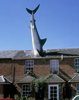 Nagasaki: The Headington Shark