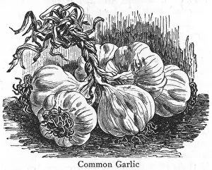 Cloves: Heads of Common garlic