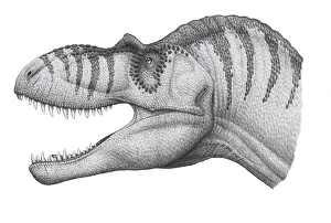 Albertosaurus: Headshot of an Albertosaurus sarcophagus dinosaur