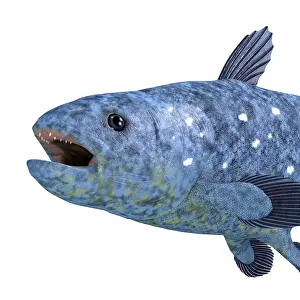 Markings: Headshot of a Coelacanth fish, on white background