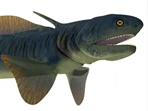 Elasmobranch: Headshot of an Orthacanthus shark