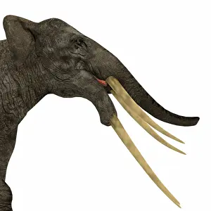 Snout: Headshot of a Stegotetrabelodon primitive elephant