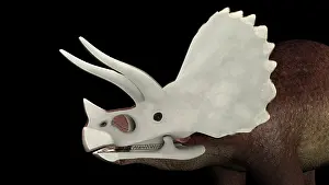 Triceratops: Headshot view of the skull of Triceratops