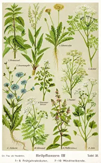 Nettle: Healing Plants 1904