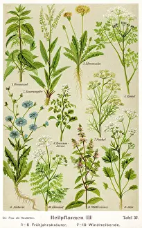 Nettle: Healing Plants 1904