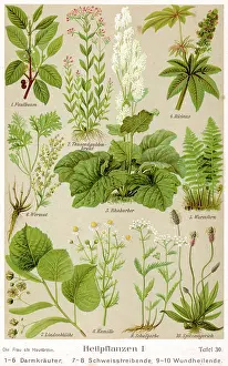 Rhubarb: HEALING PLANTS 1904 PL.1