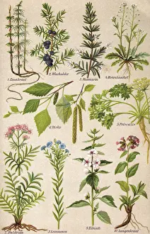 Lungwort: HEALING PLANTS 1904 PL.2