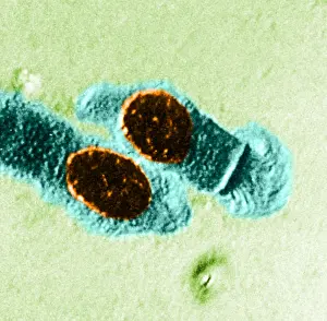 Microscopy: Healthy Cells