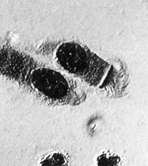Nucleus: Healthy Cells